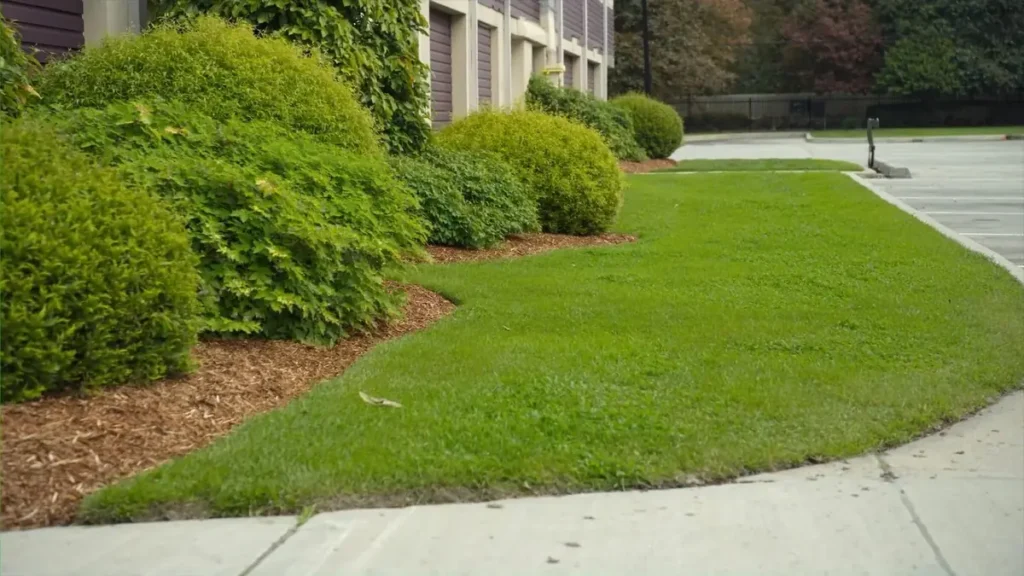 Maintained lawn and shrub beds along a commercial building frontage