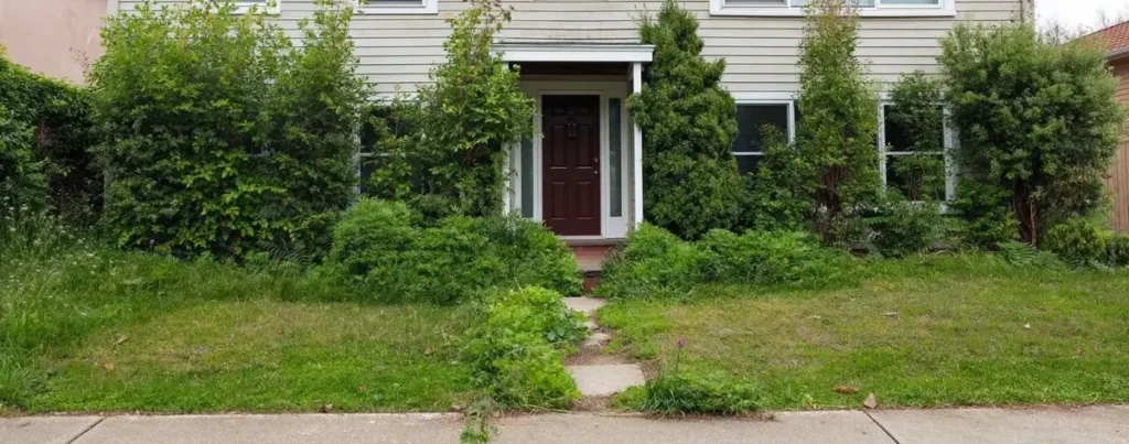 Badly overgrown front garden with shrubs grown past the windows, before renovation
