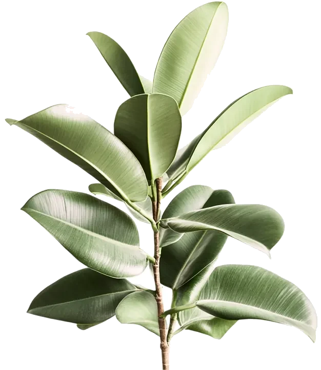 Potted rubber plant