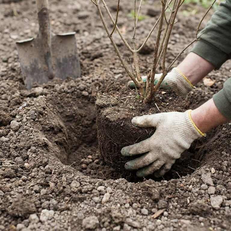 Setting a shrub root ball