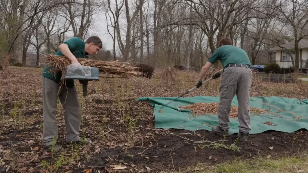 Crew clearing winter debris and cut-back growth from a bed onto a tarp in early spring