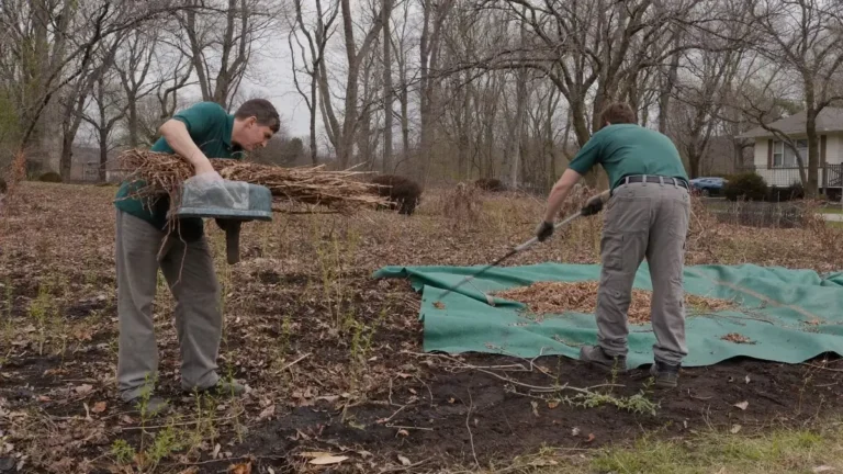 Crew clearing winter debris and cut-back growth from a bed onto a tarp in early spring